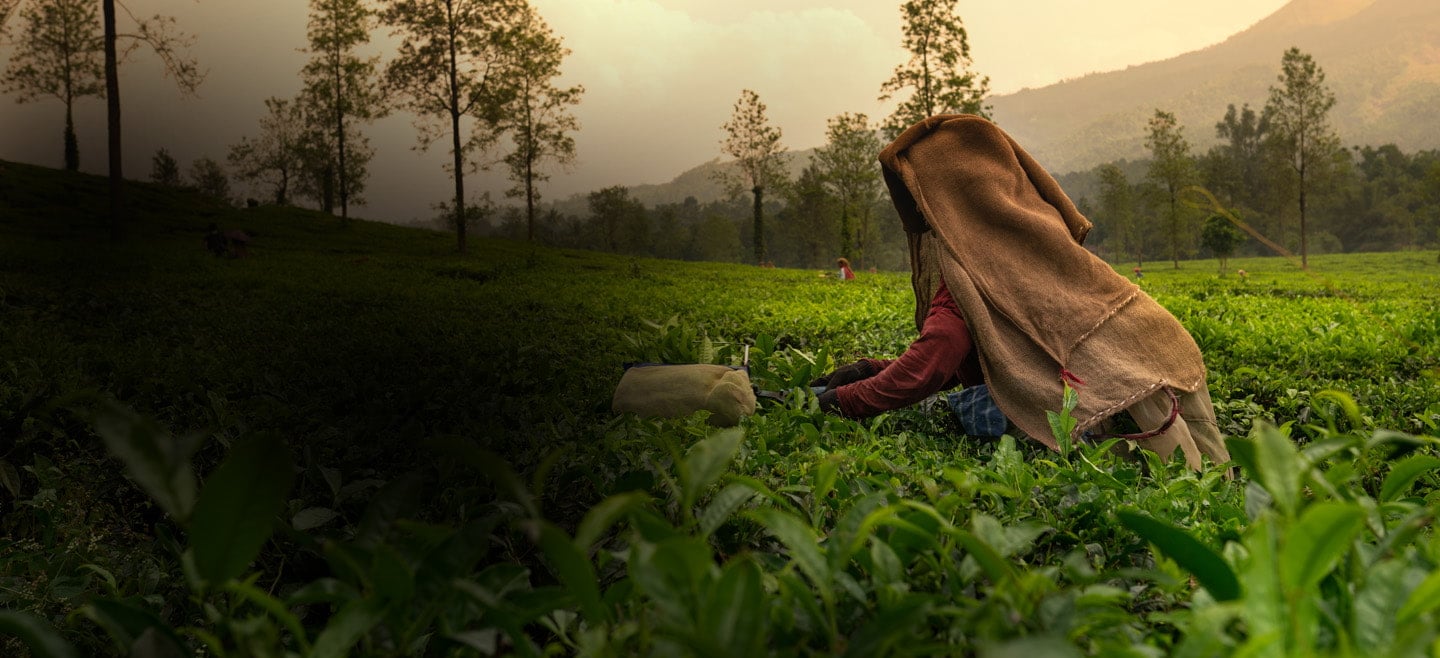 Competitive and sustainable agriculture in Kerala