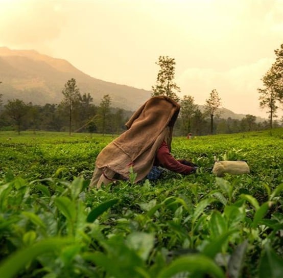 Competitive and sustainable agriculture & food processing in Kerala